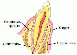 Marginal periodontium